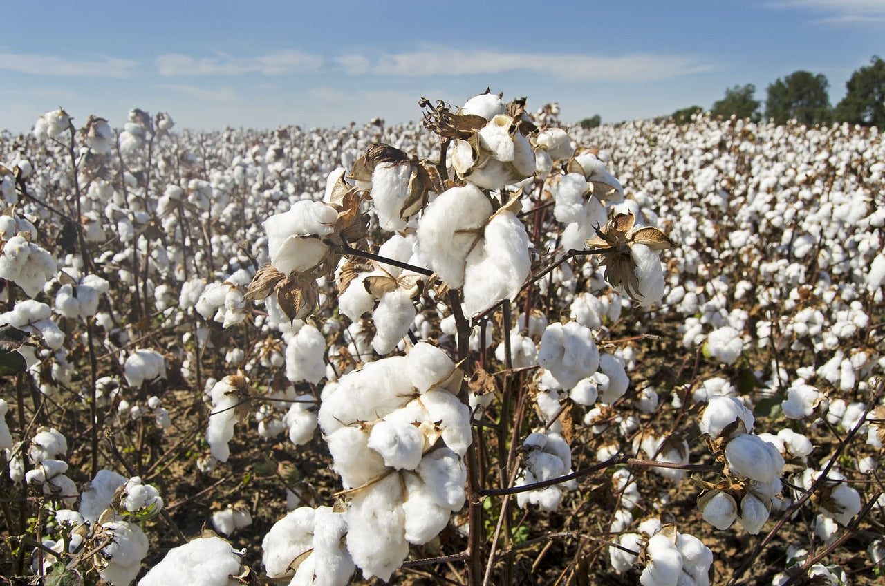 El Algodón. Fibra natural vegetal por excelencia